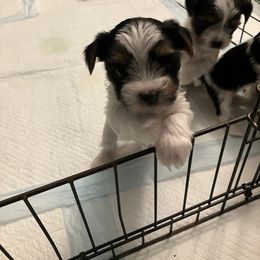 Yorkshire Terrier Puppies from NNYYorkies