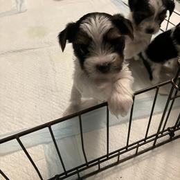 Yorkshire Terrier Puppies from NNYYorkies