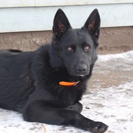 Salem - German Shepherd