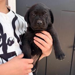 Spud - Black male Labrador Retriever puppy in Richfield, Utah from Stormy River Retrievers