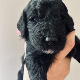 Pink girl, Maggie - Parti female Poodle puppy in Gainesville, Georgia from Rose’s Goldendoodles & Standard Poodles