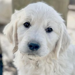 Golden Retrievers from West KY Goldens