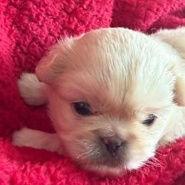 Puppy 1 - Cream male Pekingese puppy in Mabank, Texas from Peke Lovers of Texas