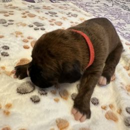 Boy 4 - Brindle male Boxer puppy in Fall River, Massachusetts from DaCosta’s Boxers
