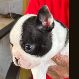 Grey colar - Black brindle and white male Boston Terrier puppy in Macon, Georgia from Whispering Willows