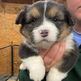 Champ - Black and tan male Pembroke Welsh Corgi puppy in Canton, Texas from Circle M Corgis