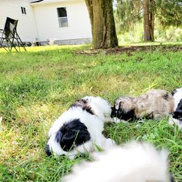 "Toby Jack Layla" Shihpoo Puppies from Perfect Companion Puppies