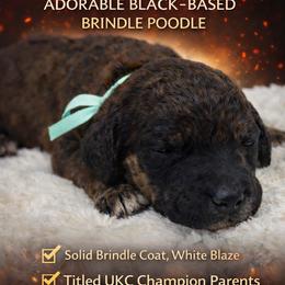 Sola - Brindle female Poodle puppy in Troy, Alabama from Redmond Rose Kennel