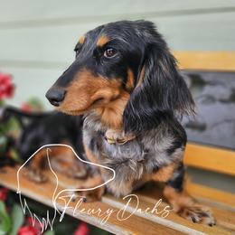 Madeline - Dachshund