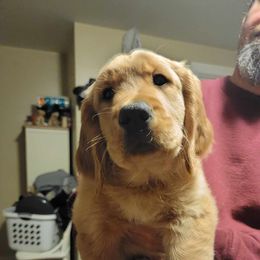 Golden Retriever Puppies from Wild Roost Goldens