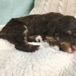 Bernedoodle Puppies from Cry Woof LLC