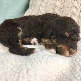 Bernedoodle Puppies from Cry Woof LLC