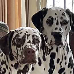 Dalmatian All Grown Up from Rosais Acres LLC