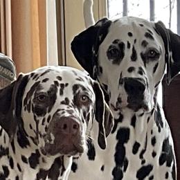 Dalmatian All Grown Up from Rosais Acres LLC
