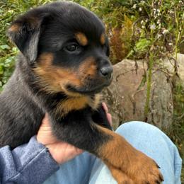 Girl 3 - Black and mahogany female Rottweiler puppy in Newfoundland, Pennsylvania from Poconopaws