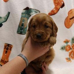 Stetson - Dark golden female Golden Retriever puppy in New Weston, Ohio from Bertke AKC Golden Retrievers and Bernese Mountain Dogs