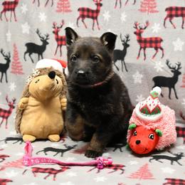 Pink collar - Sable female German Shepherd puppy in Ramsey, Illinois from Haus-Farr German Shepherds