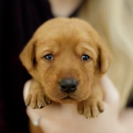Kieran - Yellow male Labrador Retriever puppy in Allons, Tennessee from UC Labradors LLC