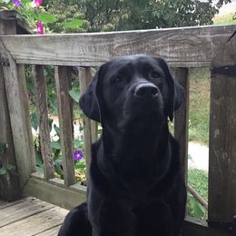 Havanese and Labrador Retrievers from Hudson Valley Labradors and Havanese of Claverack