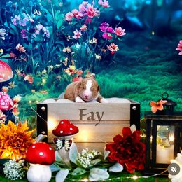 Fay - Red  female Goldendoodle puppy in Spanish Fork, Utah from Oodles of Floofy Doodles