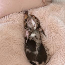 Chihuahua puppies from Petite Pups LLC