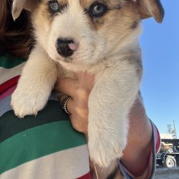 Blue Merle boy - Blue merle and white American Corgi puppy in Willcox, Arizona from C spear Corgis