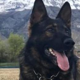 Zack - German Shepherd