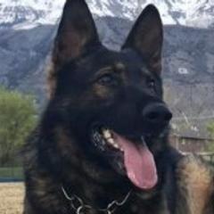 Zack - German Shepherd