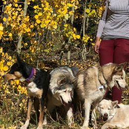 Siberian Huskies from Umunhum