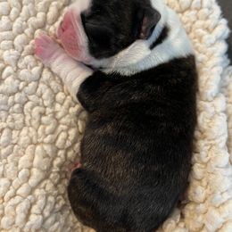 Boston Terrier Puppies from Rhonda Binkard