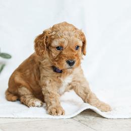 Mara - Red female Cavapoo puppy in Atglen, Pennsylvania from Smokey Hollow Puppies