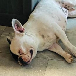 Pig - French Bulldog