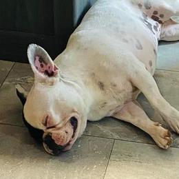 Pig - French Bulldog