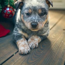 COLE, handsome stout boy - Blue male Australian Cattle Dog puppy in Kalispell, Montana from BTR Australian Cattle Dogs