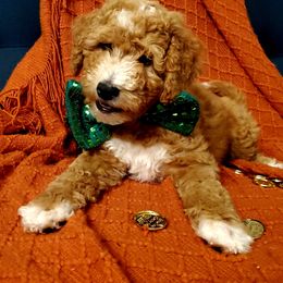 Goldendoodle Puppies from So Fetch Doodles