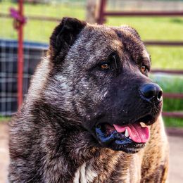 Aslan - Anatolian Shepherd Dog