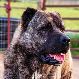 Aslan - Anatolian Shepherd Dog