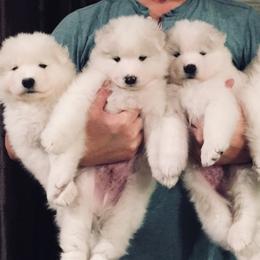 Samoyed Puppies from Lori Wirth-Poirier's Samoyeds