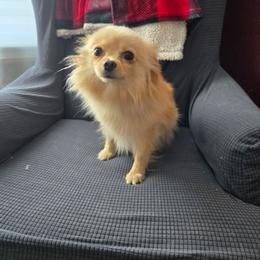 Sunny - Cream female Pomeranian puppy in Newport News, Virginia from Itty Bitty Poms
