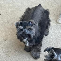 Miniature Schnauzer Puppies from Sugarbaby Kennel