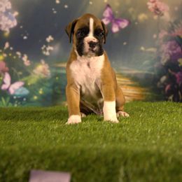 Boxer Puppies from Elevated Boxers