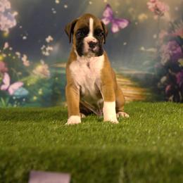 Boxer Puppies from Elevated Boxers