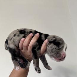 Australian Shepherd Puppies from Sun Kissed Aussies