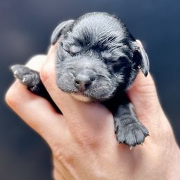 Shadow - Black male Cockapoo puppy in Nashville, Arkansas from Rocky Road Puppies