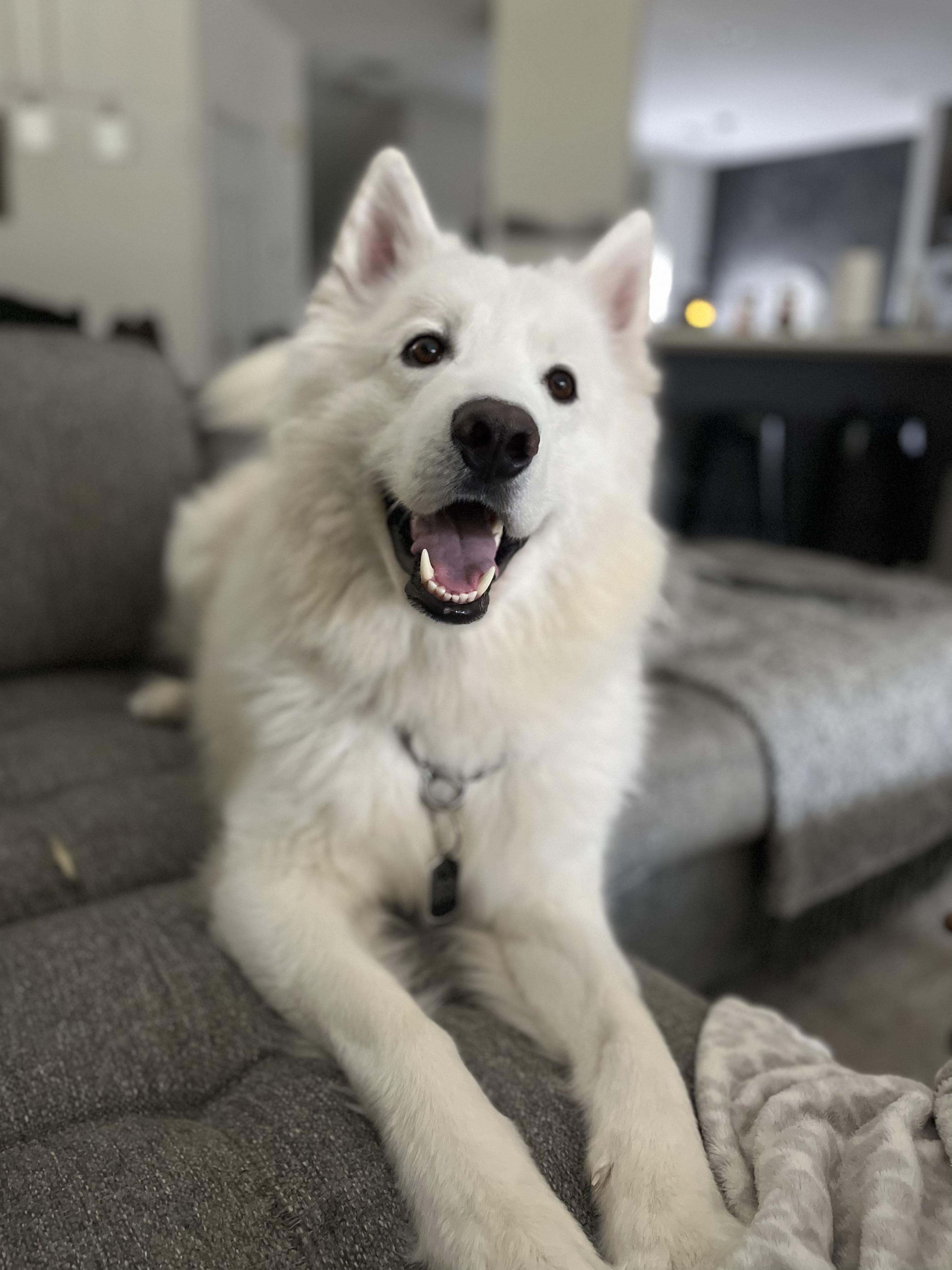 Nanook
