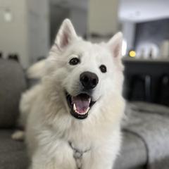 Nanook - Native American Indian Dog