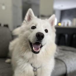 Nanook - Native American Indian Dog