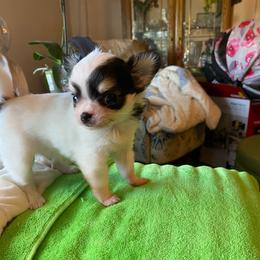 Emmas boys - Chocolate and white male Chihuahua puppy in Red Bluff, California from Aye Chihuahua