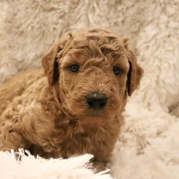 Bleu - Red  male Goldendoodle puppy in Denham Springs, Louisiana from E&S Goldendoodles