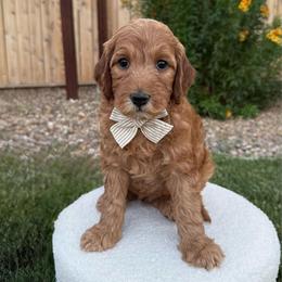 Boom - Red  male Goldendoodle puppy in Las Vegas, Nevada from Bridges Goldendoodles